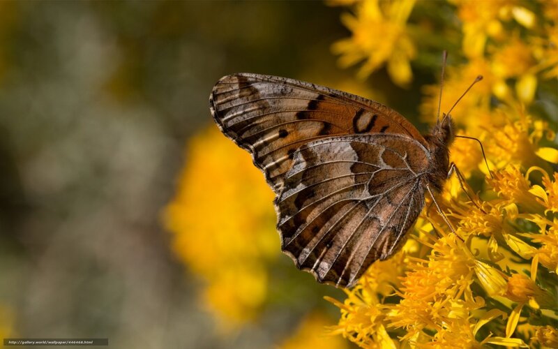 Butterfly on yellow flowers