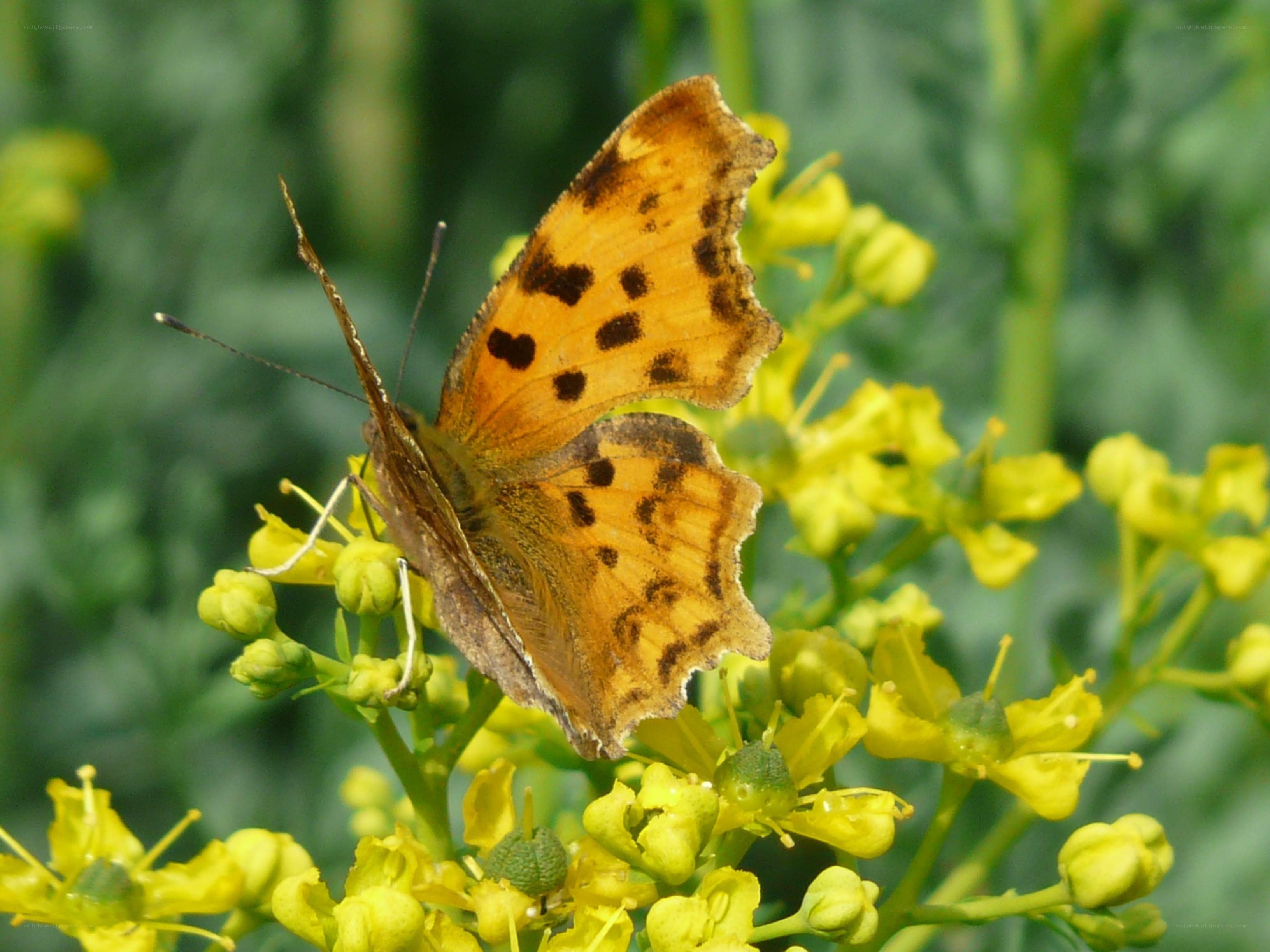 butterfly on yellow flowers