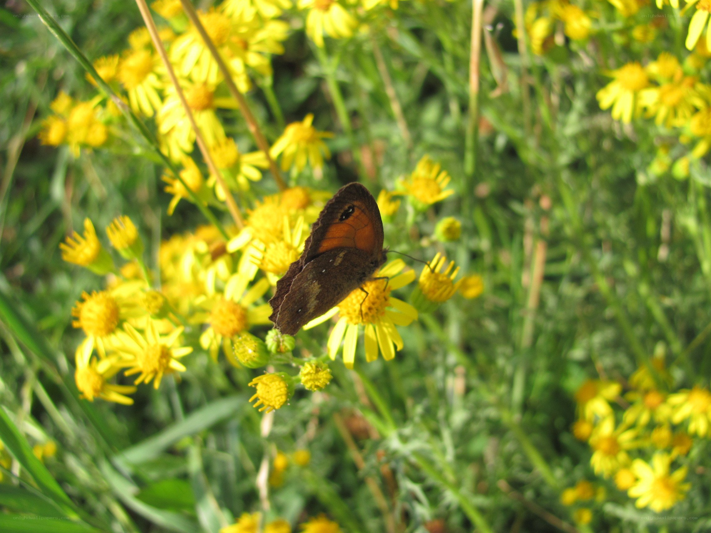 Butterfly on yellow flowers