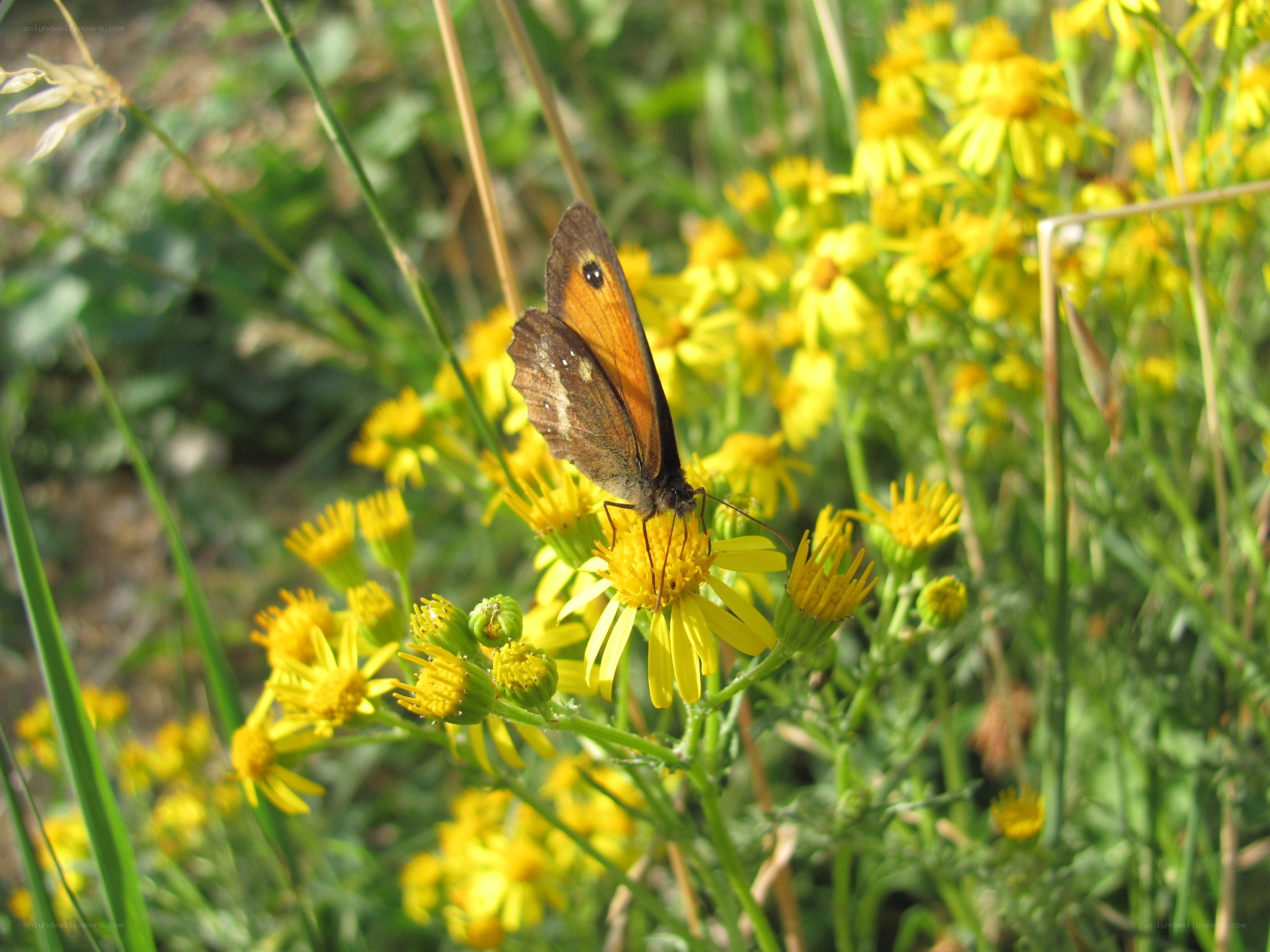 Butterfly on yellow flowers