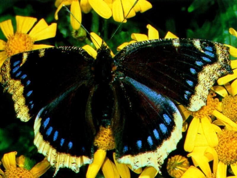 Butterfly on Yellow Flowers — Black