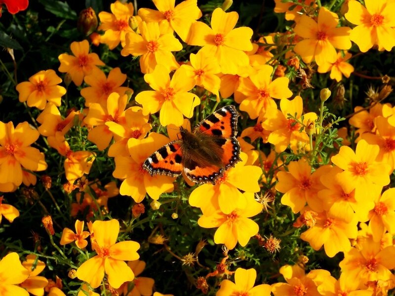 Butterfly on Yellow Flowers — Calm, Afternoon, Photograph, Greenery