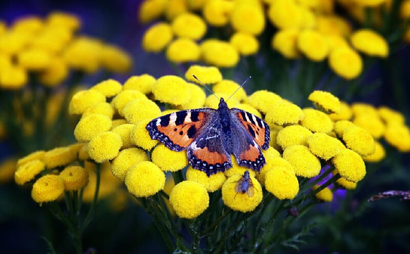 Butterfly on Yellow Flowers — Calm, Afternoon, Photograph, Insect