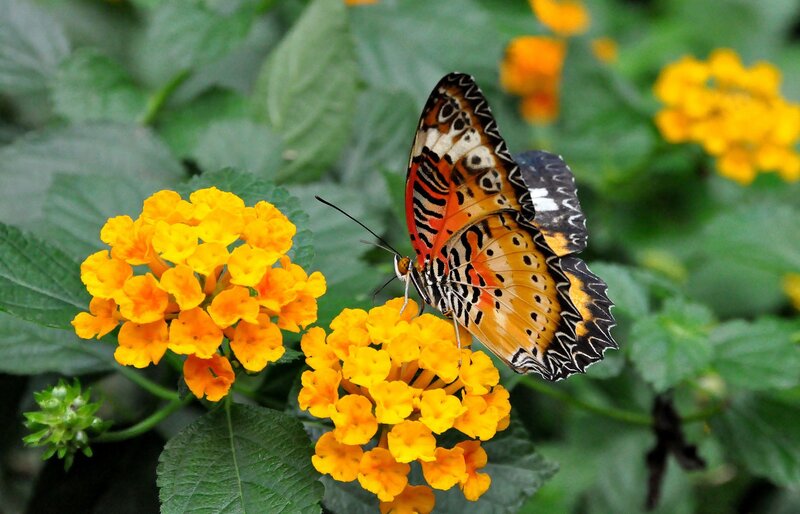 Butterfly on Yellow Flowers — Calm, Afternoon, Photograph, Leaves, Insect