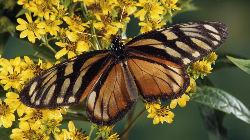 Butterfly on Yellow Flowers — Calm, Afternoon, Photograph, Leaves