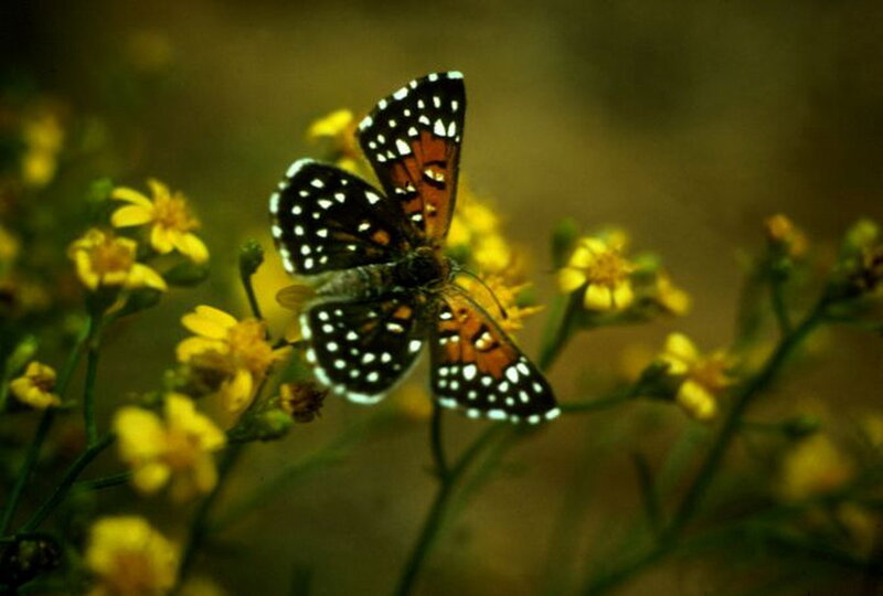 Butterfly on Yellow Flowers — Calm, Afternoon, Photograph, Plants