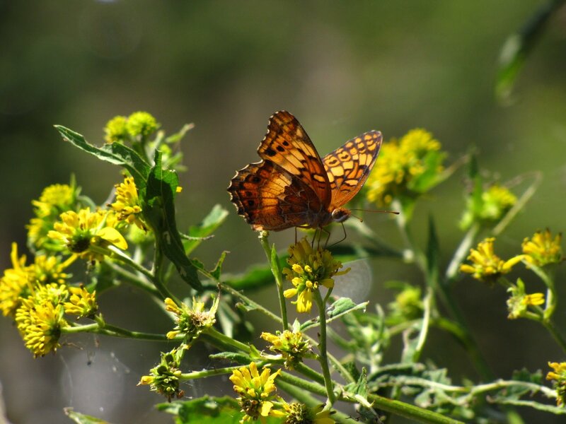 Butterfly on Yellow Flowers — Calm, Afternoon