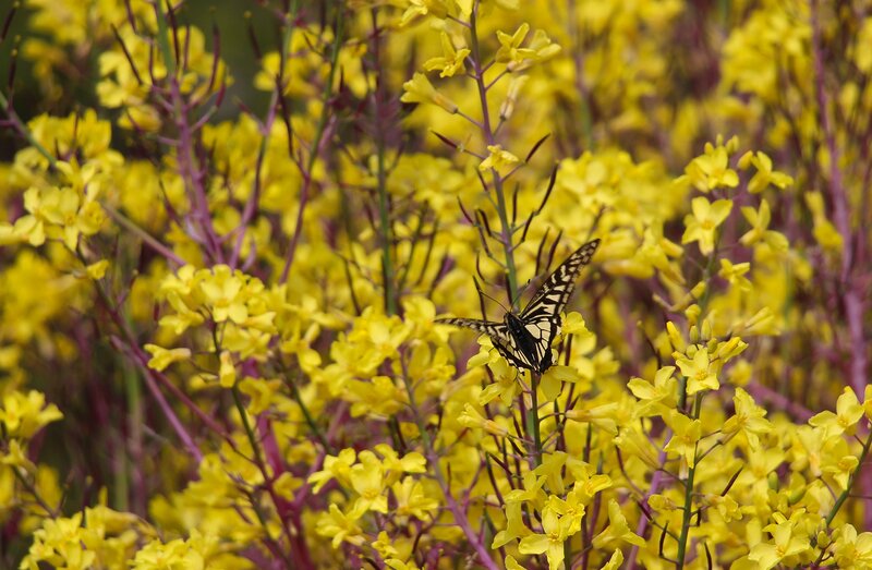 Butterfly on Yellow Flowers — Calm, Spring, Photograph