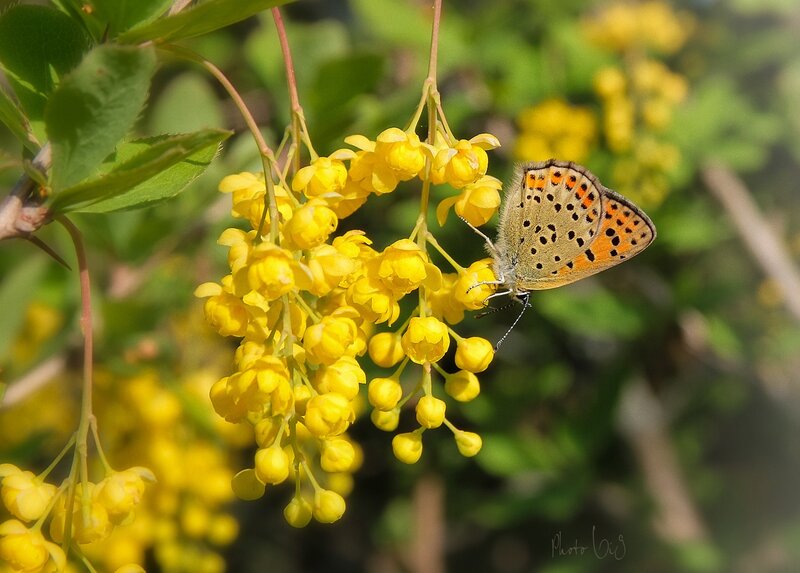 Butterfly on Yellow Flowers — Calm, Spring