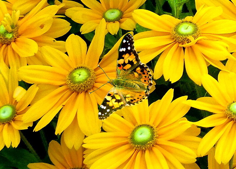 Butterfly on Yellow Flowers — Calm
