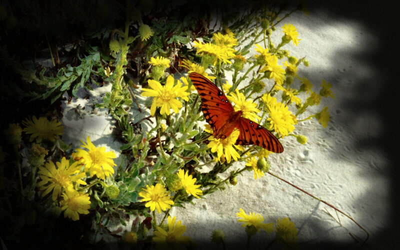Butterfly on Yellow Flowers — Dramatic, Afternoon