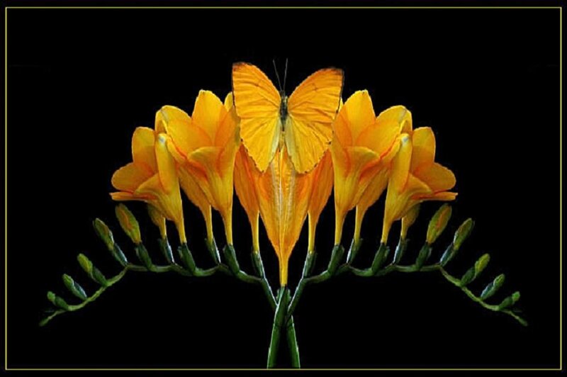 Butterfly on Yellow Flowers — Dramatic