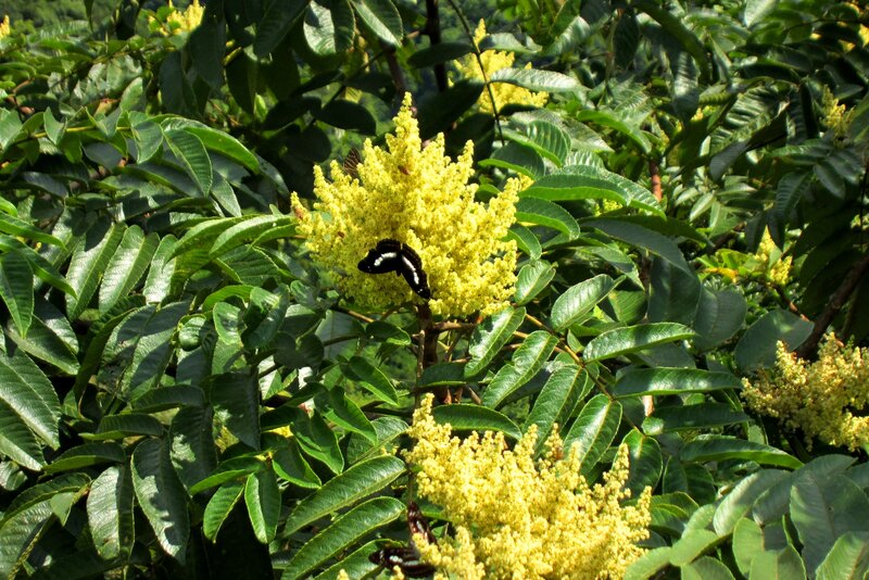 Butterfly on Yellow Flowers — Green