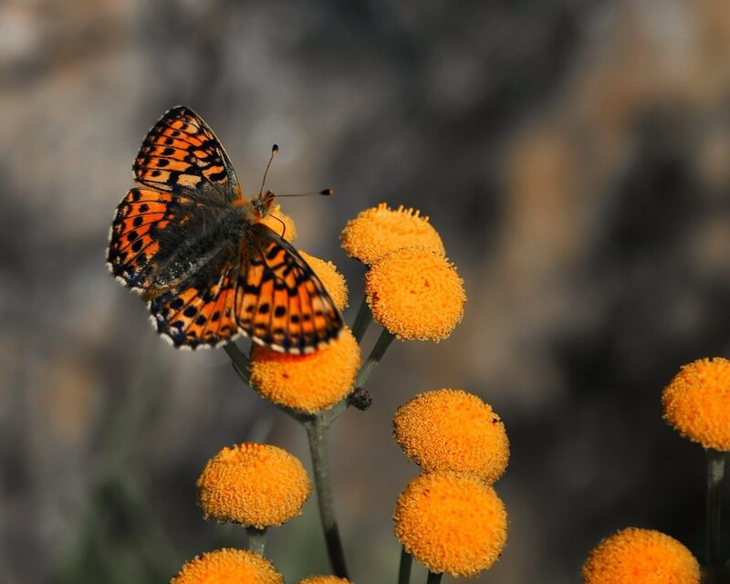 Butterfly on Yellow Flowers — Orange, Calm