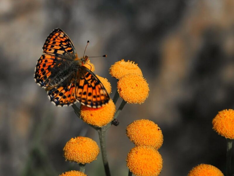 Butterfly on Yellow Flowers — Orange