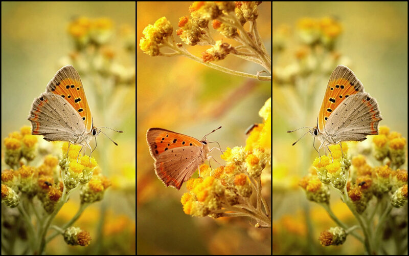 Butterfly on Yellow Flowers — Serene, Autumn
