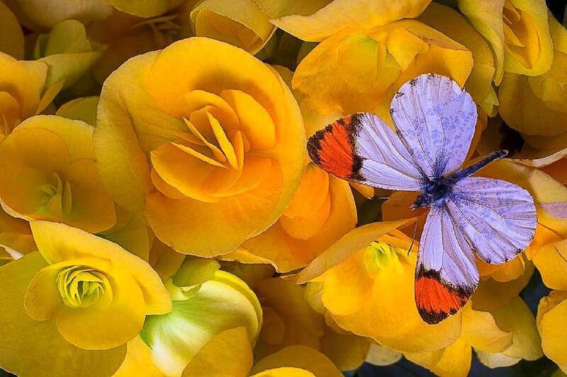 Butterfly on Yellow Flowers — Serene, Photograph