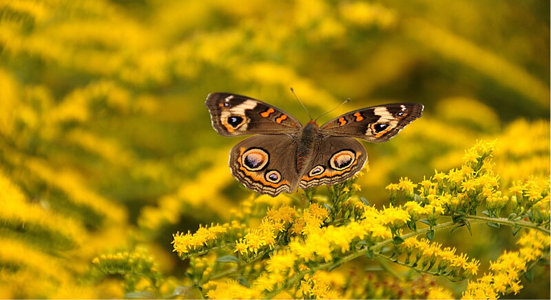 Butterfly on Yellow Flowers — Serene