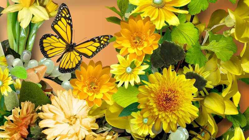 Butterfly on Yellow Flowers — Vibrant