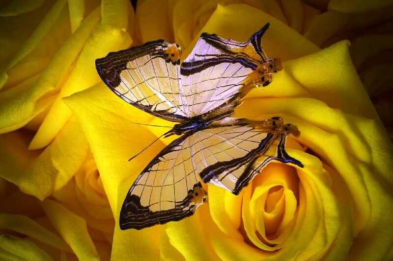 Butterfly on Yellow Rose — Serene