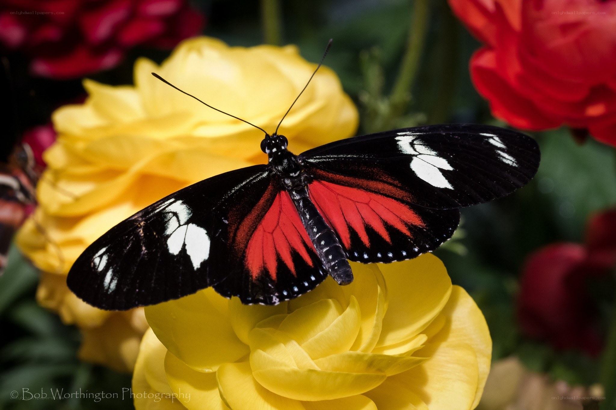 Butterfly on yellow rose
