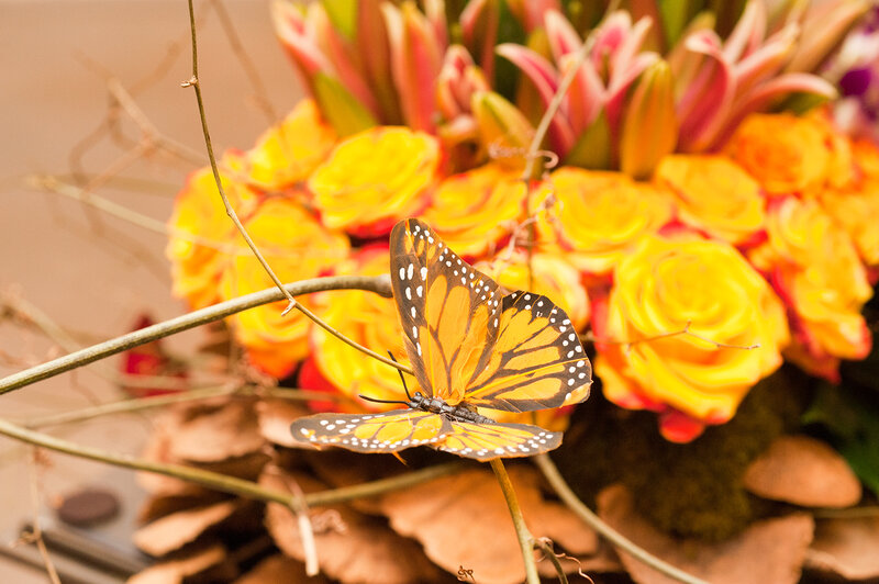 Butterfly on Yellow Roses — Calm