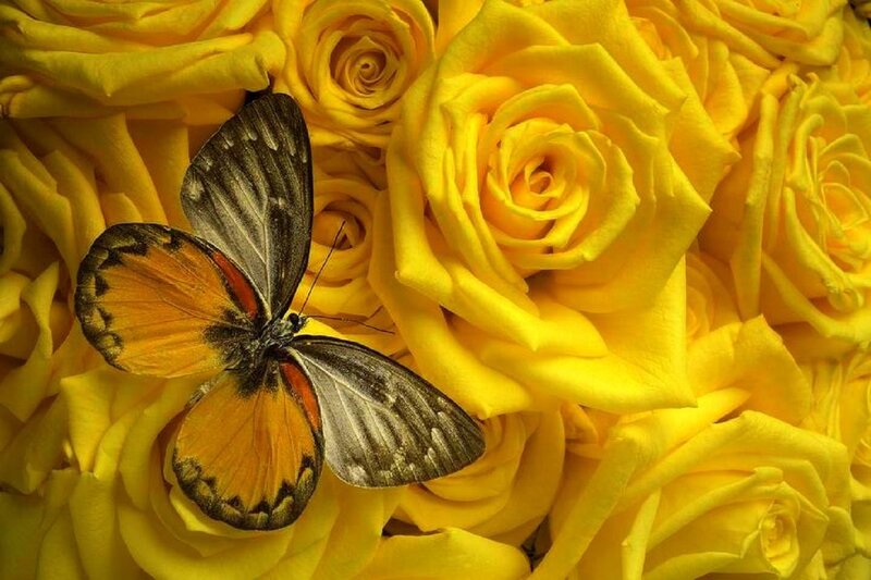 Butterfly on Yellow Roses — Serene