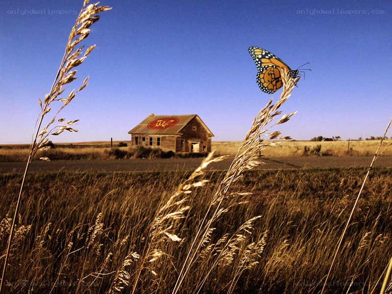 butterfly over a rural barn