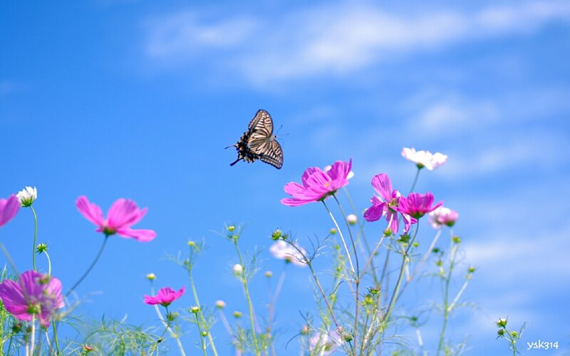 butterfly over cosmos flowers