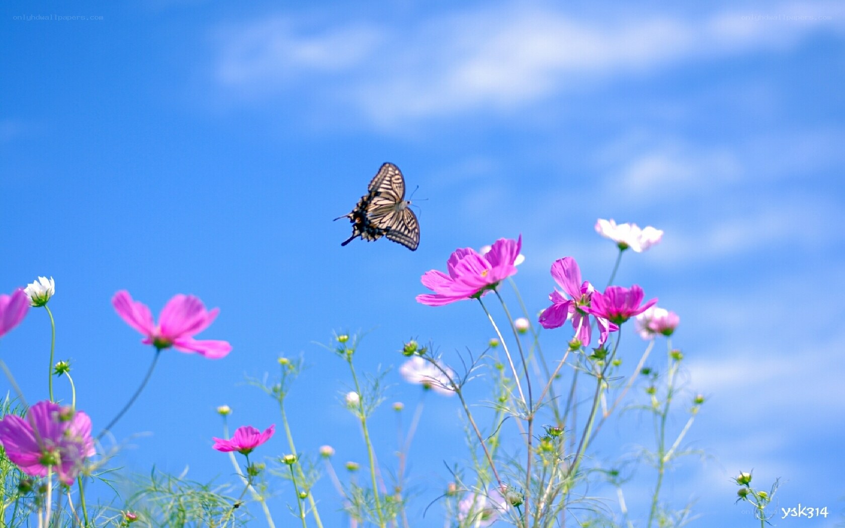 butterfly over cosmos flowers