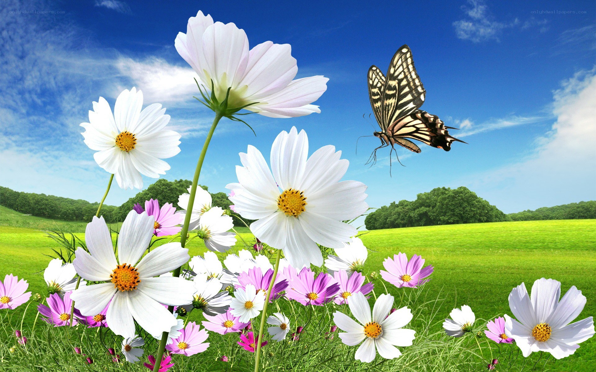 butterfly over cosmos flowers