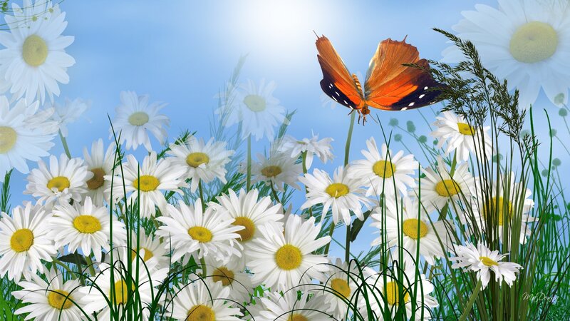 Butterfly over Daisies