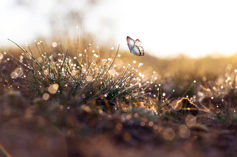 Butterfly over Grass