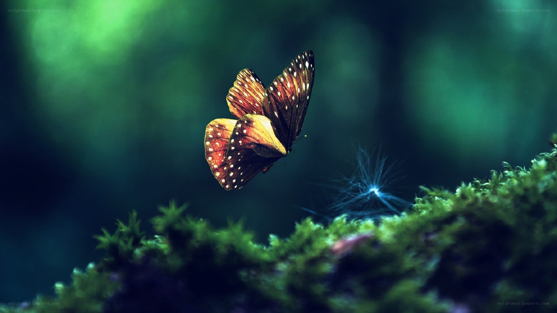 Butterfly over mossy ground