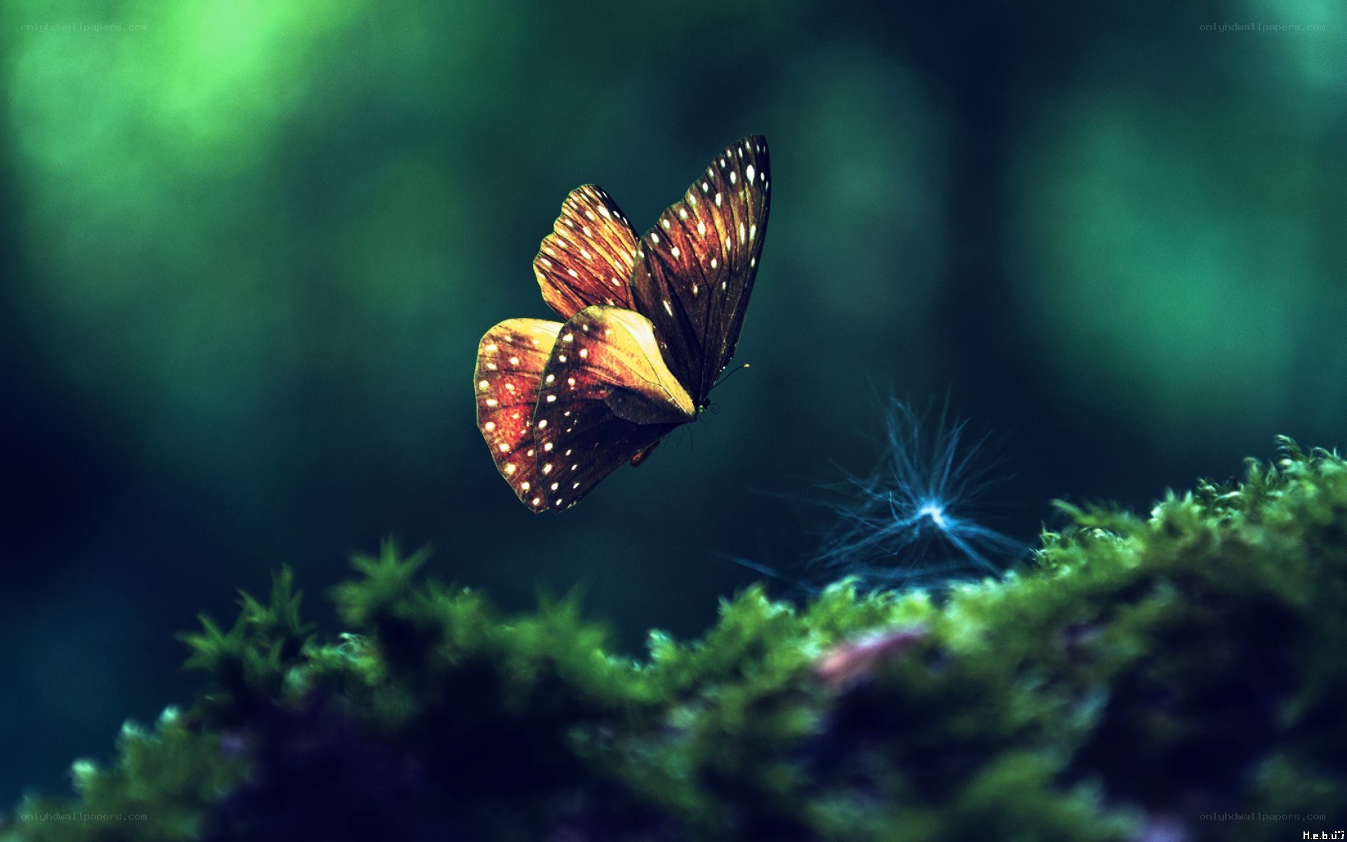 butterfly over mossy ground