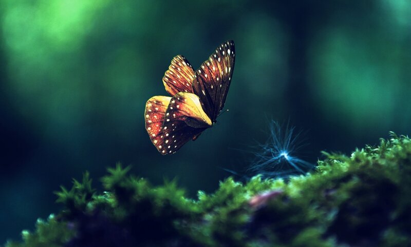 Butterfly over mossy ground