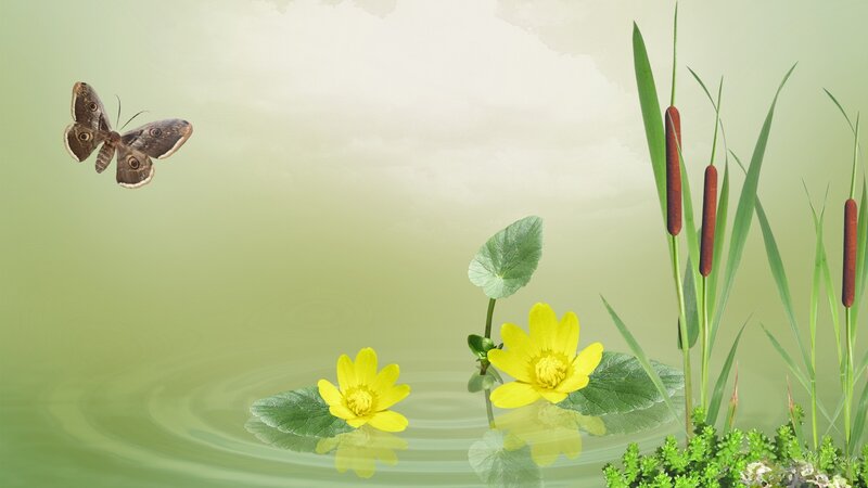 Butterfly over pond flowers