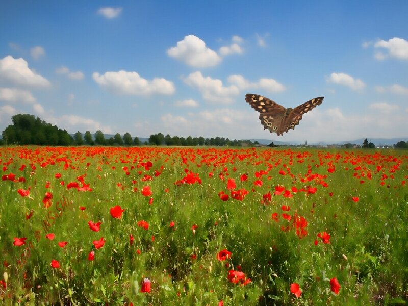 Butterfly over poppy field