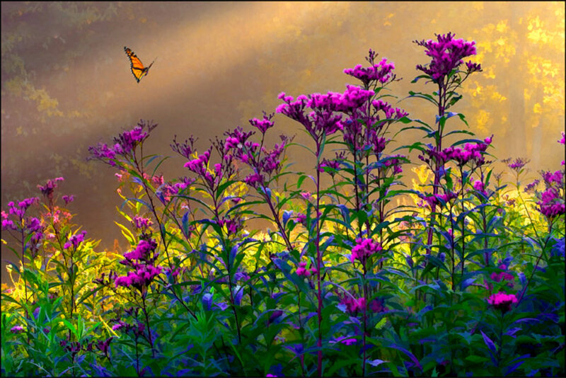 Butterfly over purple flowers