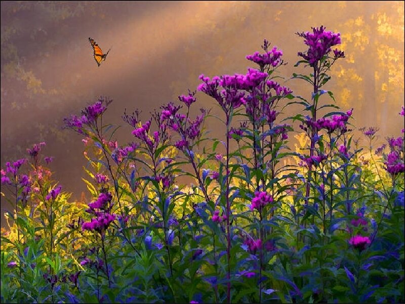 Butterfly over purple flowers