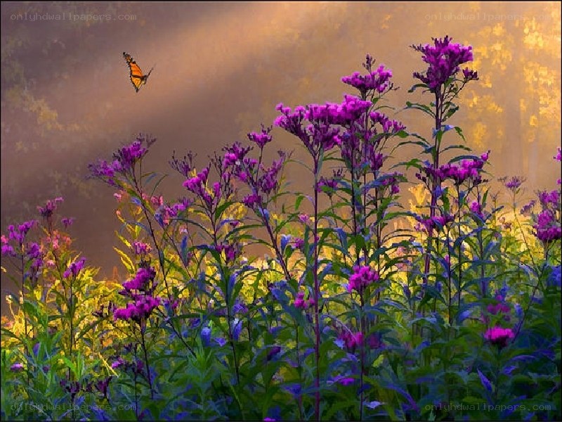 Butterfly over purple flowers