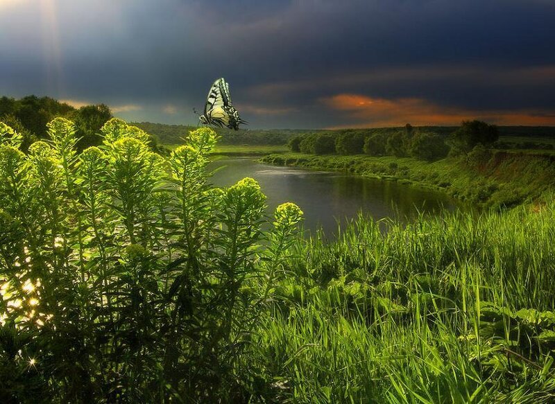 Butterfly over River