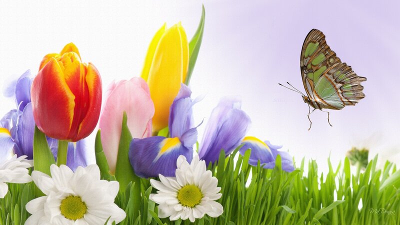 Butterfly over Spring Flowers