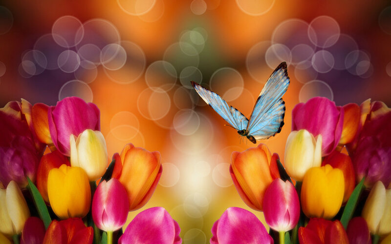 Butterfly over Tulips