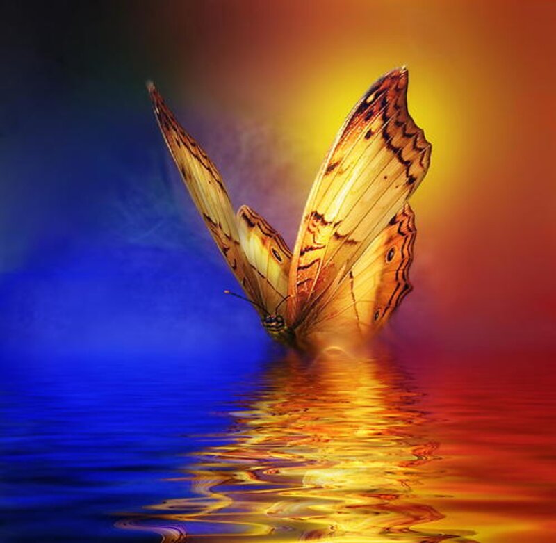 Butterfly over Water — Blue, Dramatic, Sunset