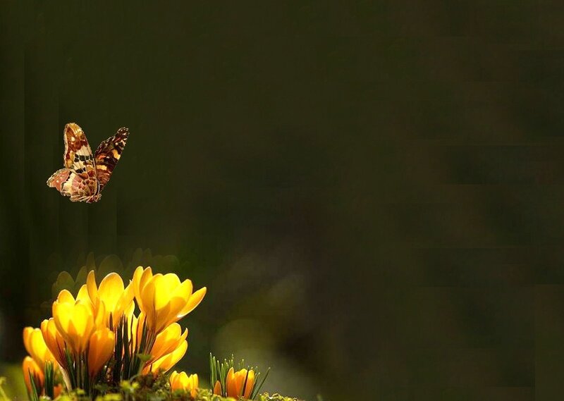 Butterfly over yellow flowers