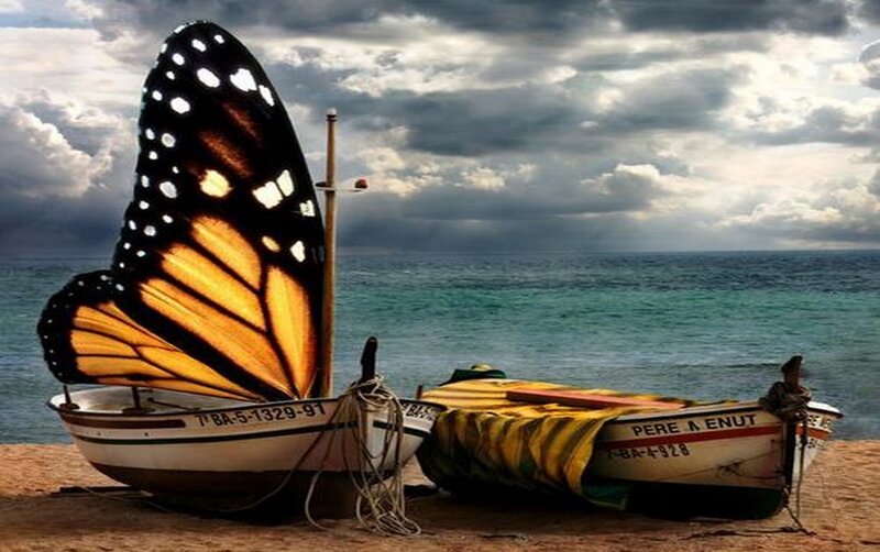 Butterfly Sailboat