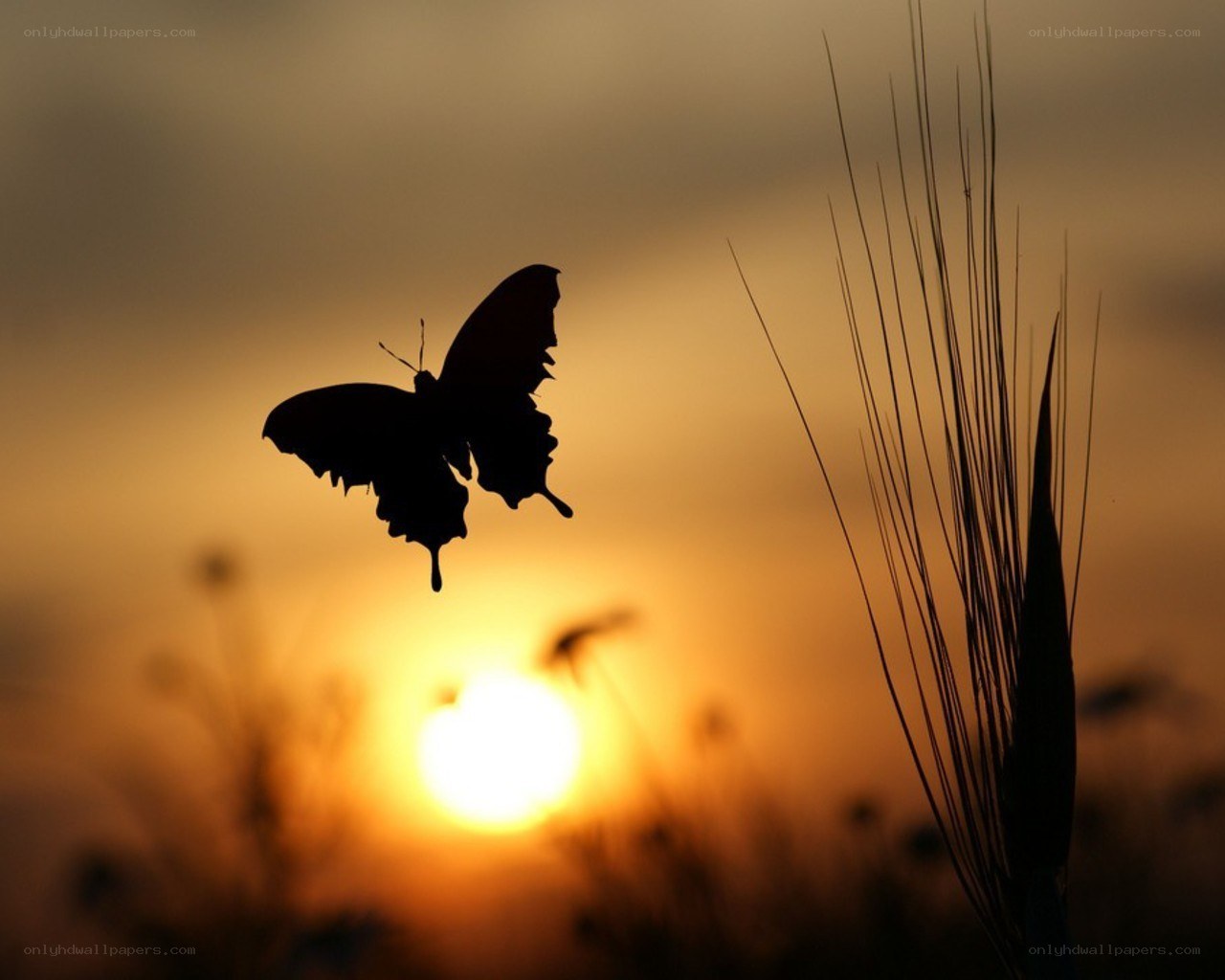 butterfly silhouette at sunset