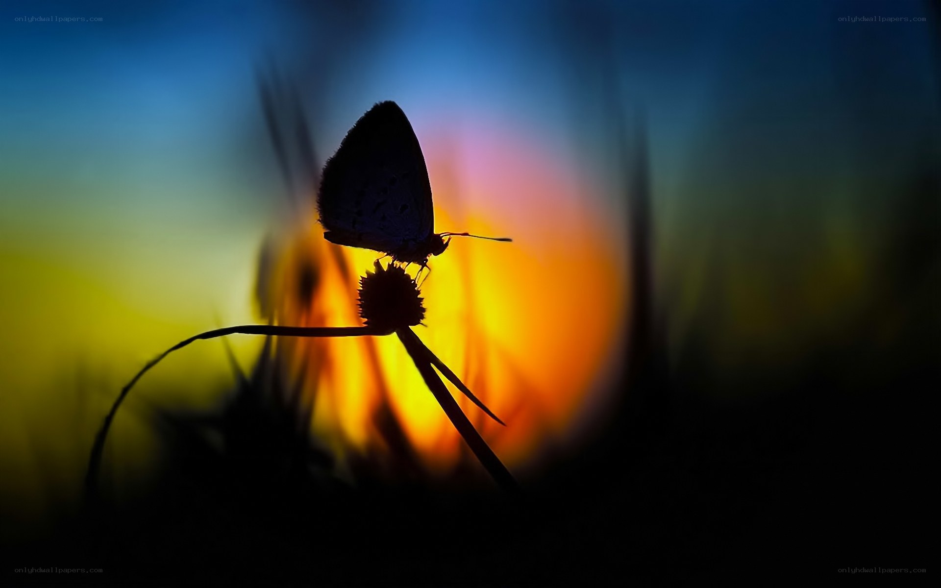 Butterfly silhouette at sunset