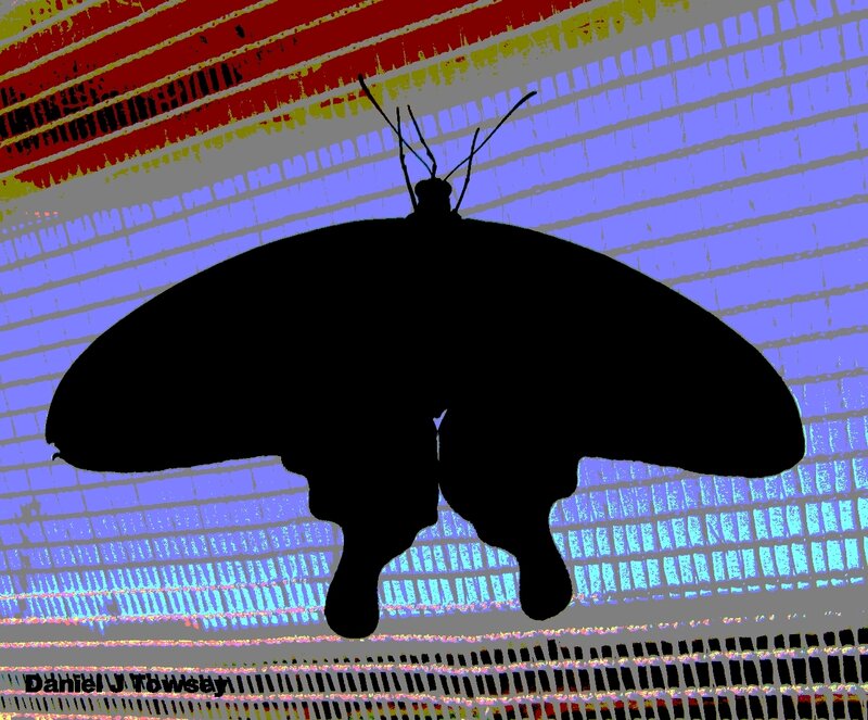 Butterfly silhouette on colorful background
